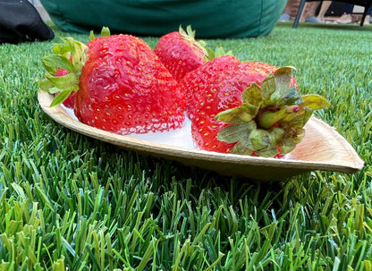 10" Boat Serving Platter (Medium, Palm Leaf)